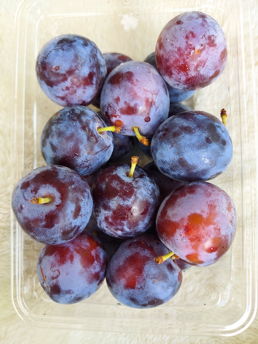 青森プルーン2.0k送料込み(福井県)セット4070円即決