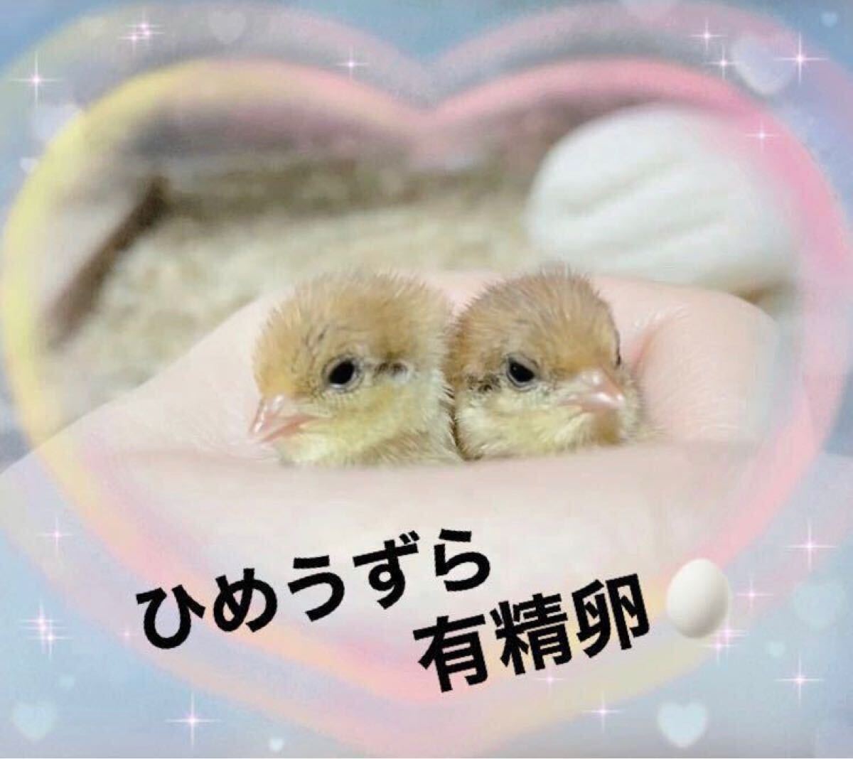 8個 ヒメウズラ有精卵 ヒメウズラ 姫うずら 食用 ひめうずら 有精卵 卵 鳥（商品説明必読）