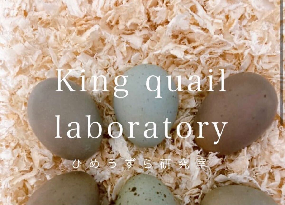 8個 ヒメウズラ有精卵 ヒメウズラ 姫うずら 食用 ひめうずら 有精卵 卵 鳥（商品説明必読）