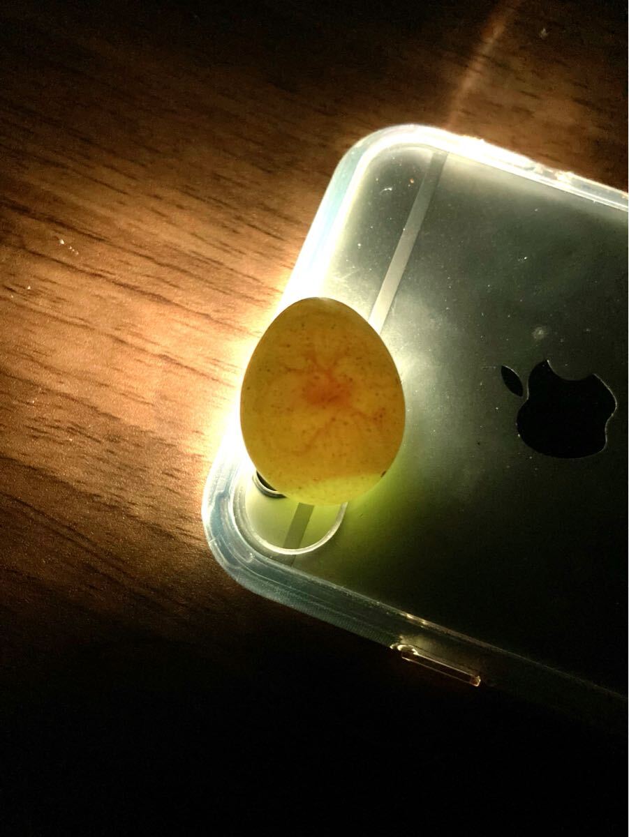 ひめうずら 有精卵 8個(gè) 姫ウズラ ヒメウズラ 卵 食用【商品説明必読】