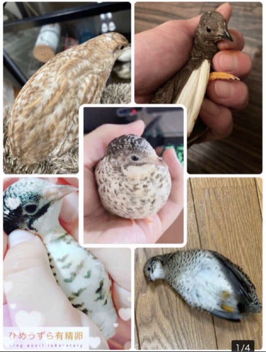8個 ヒメウズラ有精卵 ヒメウズラ 姫うずら 食用 ひめうずら 有精卵 卵 鳥（商品説明必読）
