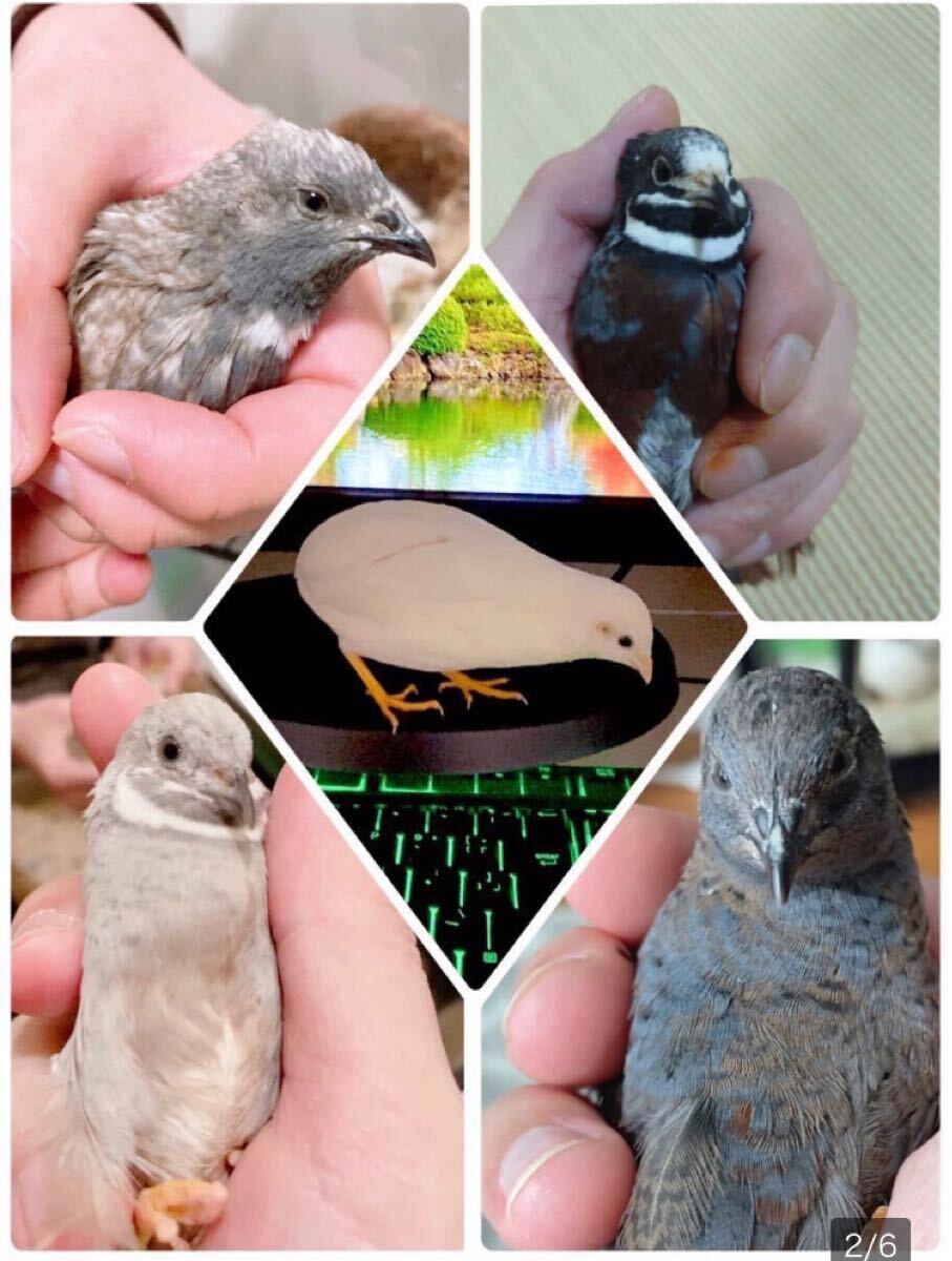 8個 ヒメウズラ有精卵 ヒメウズラ 姫うずら 食用 ひめうずら 有精卵 卵 鳥（商品説明必読）