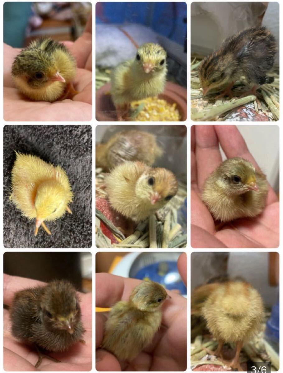 ひめうずら 有精卵 8個(gè) 姫ウズラ ヒメウズラ 卵 食用【商品説明必読】