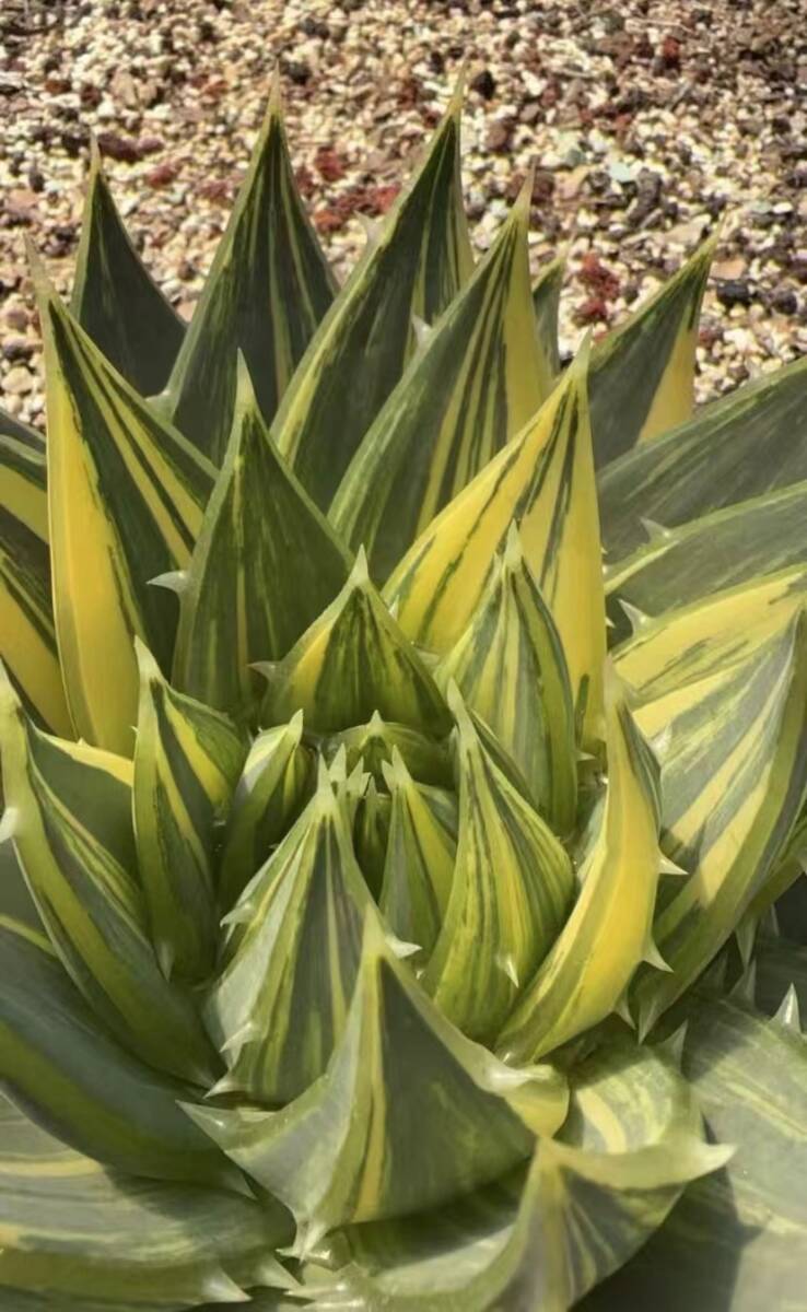 【soulflower94】アロエ ポリフィラ 錦 斑入 Yahoo!オークション -「アロエ ポリフィラ」(花、園芸) の落札