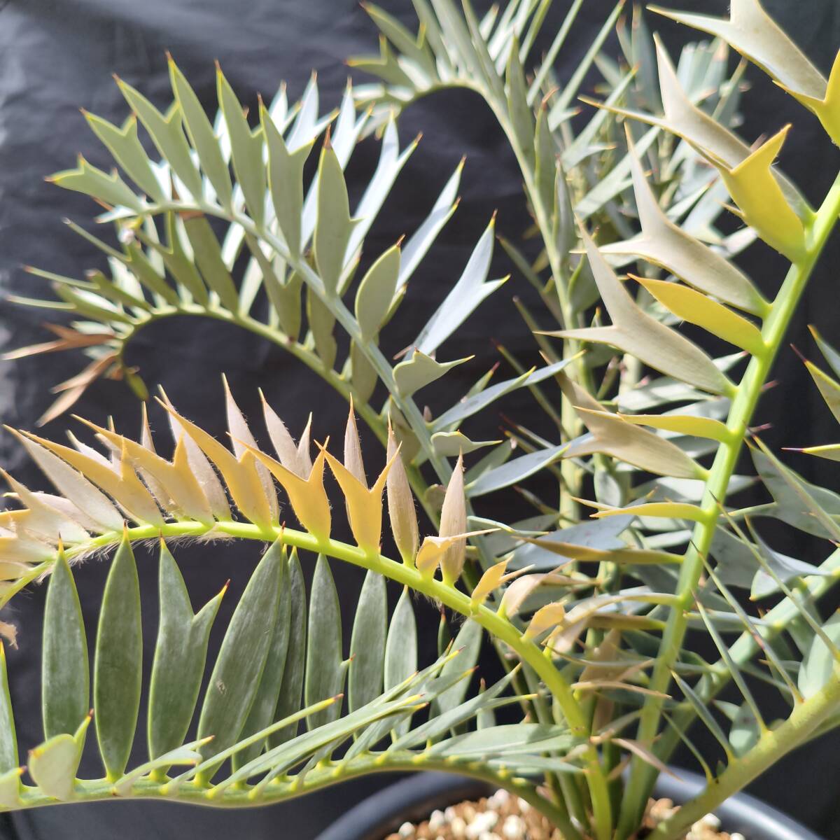 ①エンセファラルトス?ホリダス タイ産