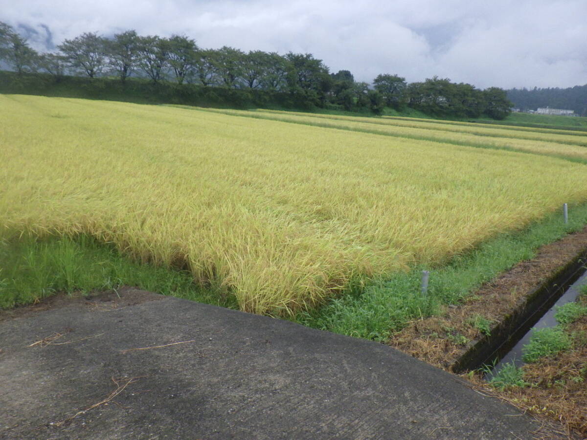 NO10【新米】コシヒカリ発祥の地福井県　令和7年産 福井県産　真空パック（３ヶ月精米直后と同等）コシヒカリ白米　5K×4個＝計20Kｇ　