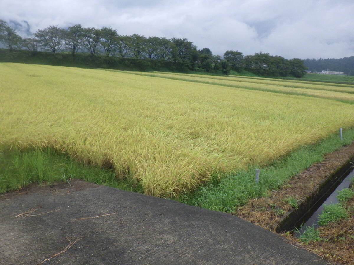 NO12【新米】コシヒカリ発祥の地福井県令和7年産 福井県産　真空パック（３ヶ月精米直后と同等）コシヒカリ白米5K×4個＝計20Kｇ送料無料　