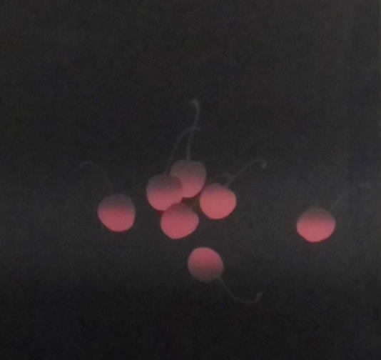 １円～井上公三　チェリー　★★_画像3