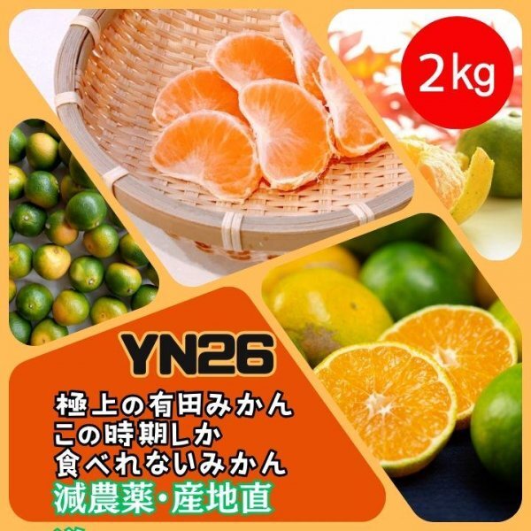 ★有田みかん YN26 極早生 ゆら早生 2㎏ ミカン 減農(nóng)薬 産地直送 高糖度 17量ゼリー種類旬蜜柑高濃度つや