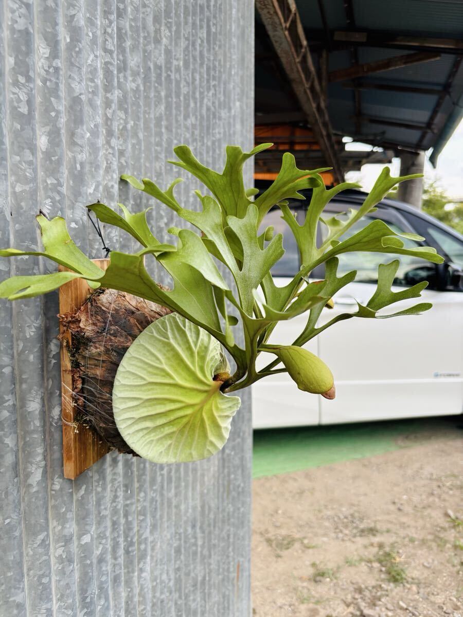 ◆美株◆中株◆6株まとめ売り◆ P.ridleyi wild　ビカクシダ　リドレイ（山採り） ◇美中株◇7株まとめ売り◇  wild ビカクシダ リドレイ（山