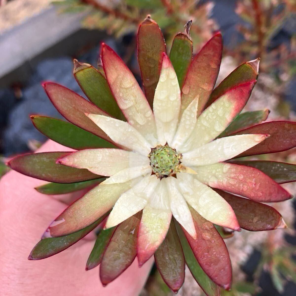 【#66】品種不明　リューカデンドロン