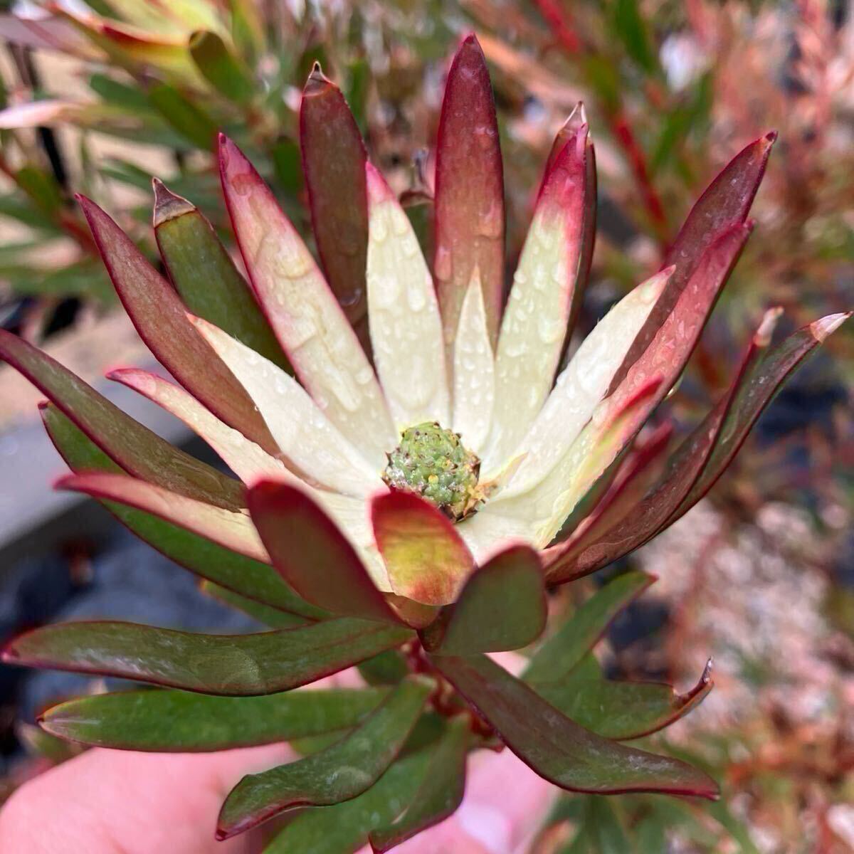 【#66】品種不明　リューカデンドロン