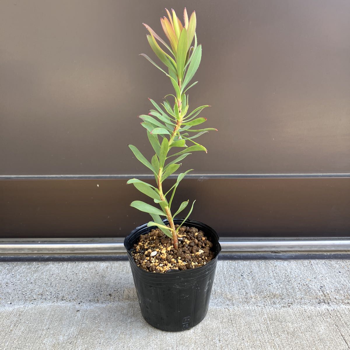 【#66】品種不明　リューカデンドロン