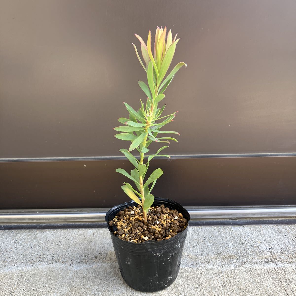 【#66】品種不明　リューカデンドロン