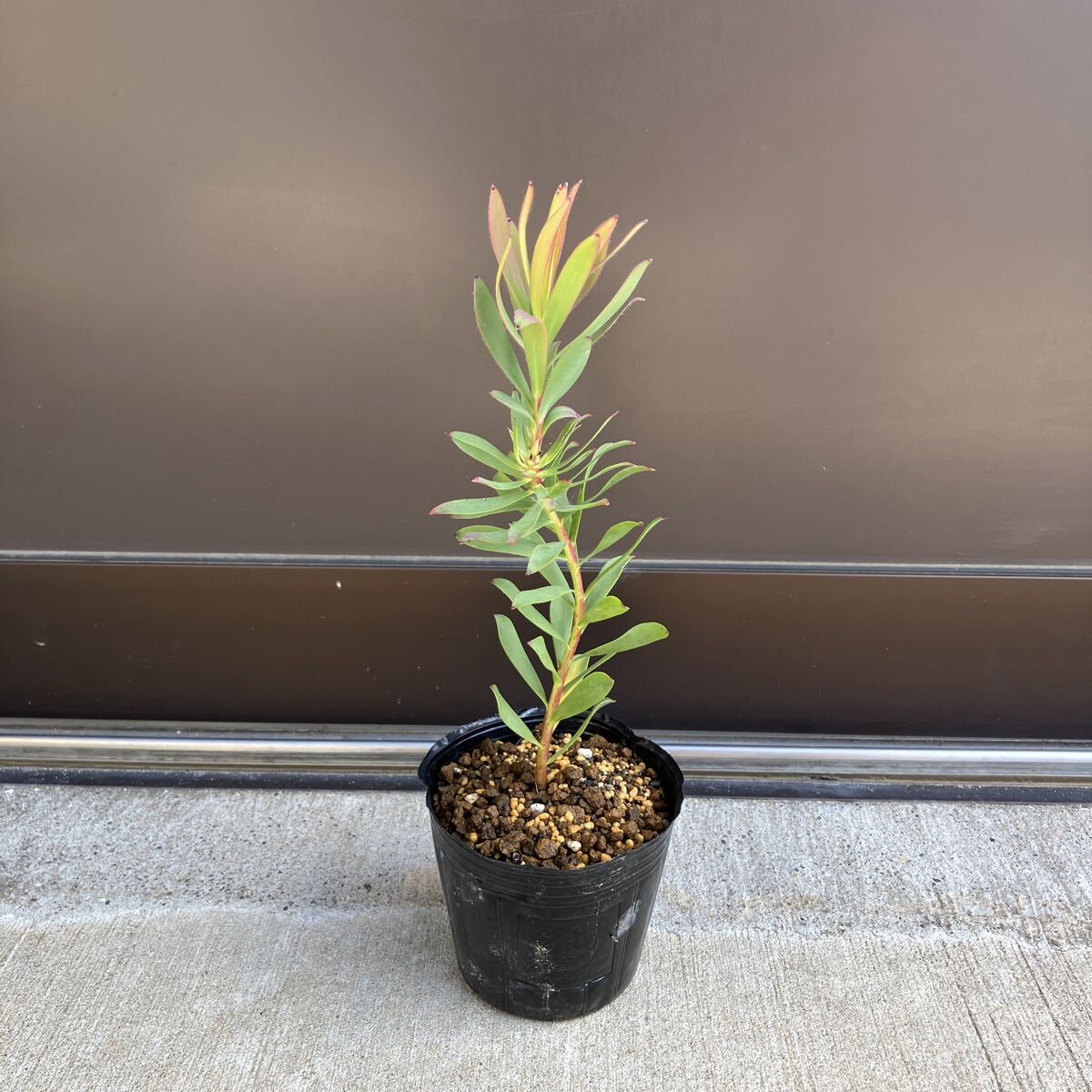 【#66】品種不明　リューカデンドロン