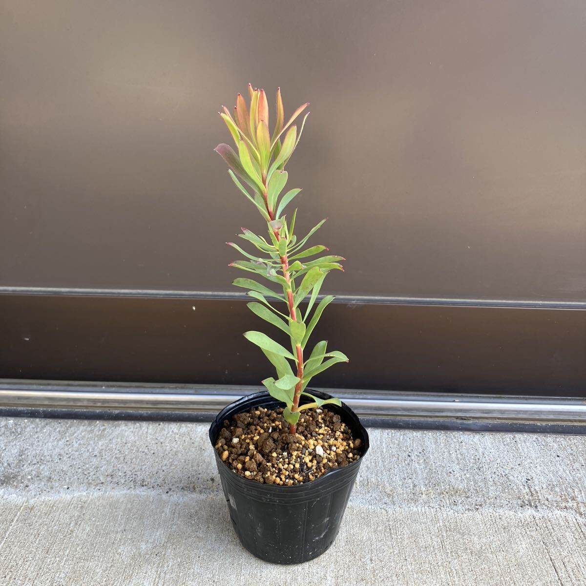 【#66】品種不明　リューカデンドロン