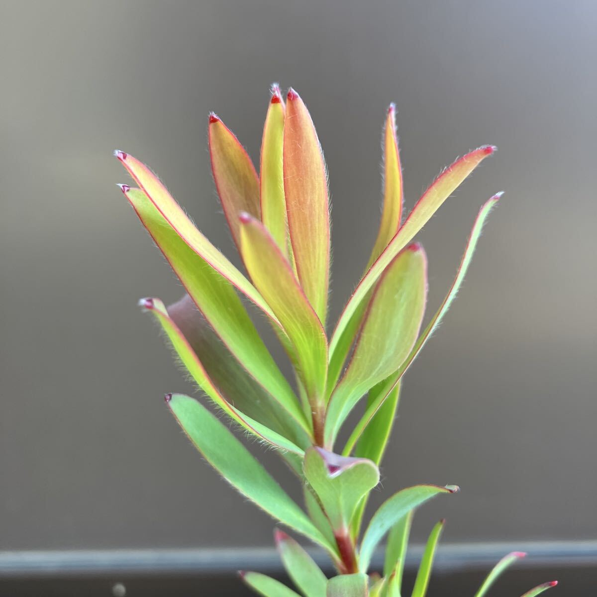 【#66】品種不明　リューカデンドロン