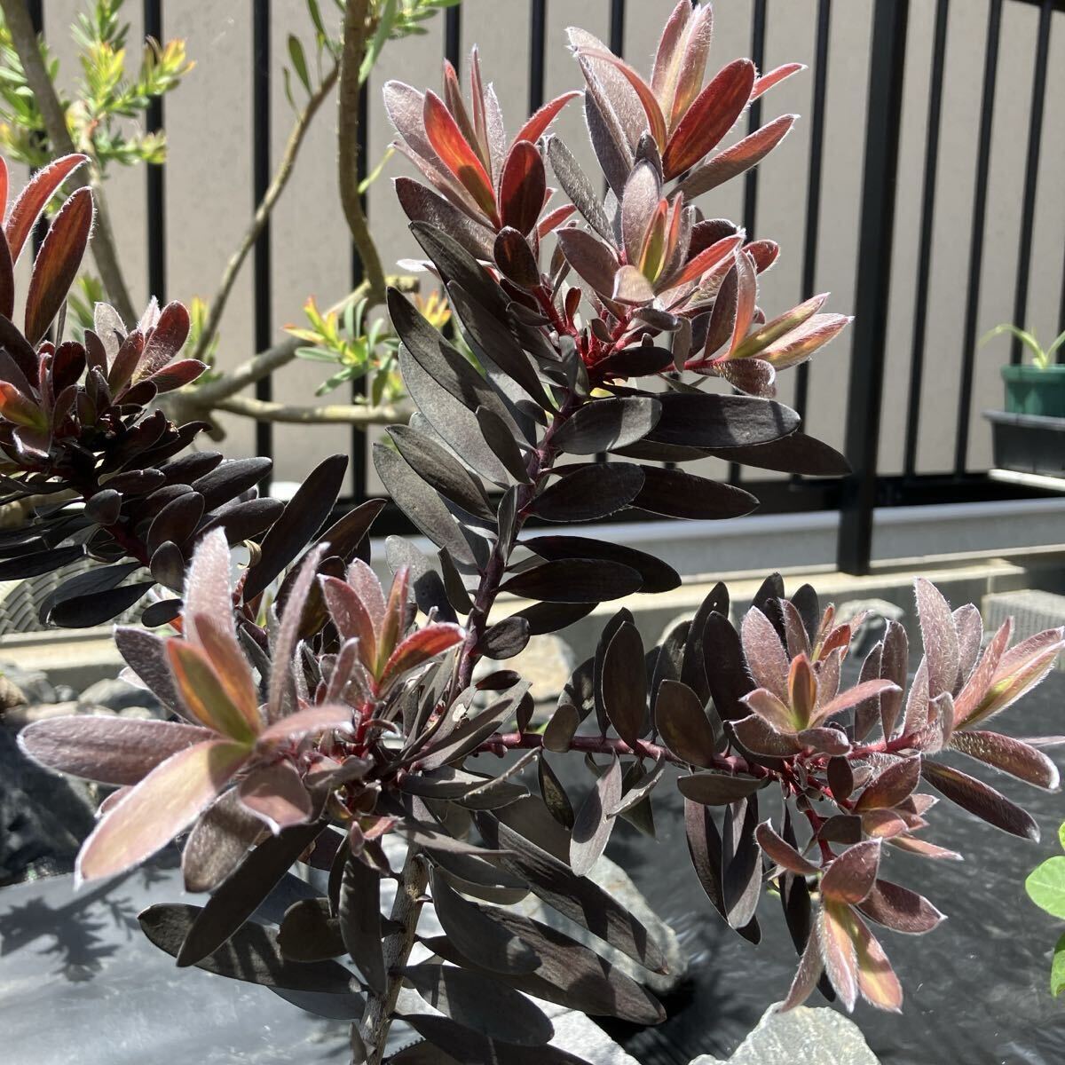 リューカデンドロン　デュリフ#11