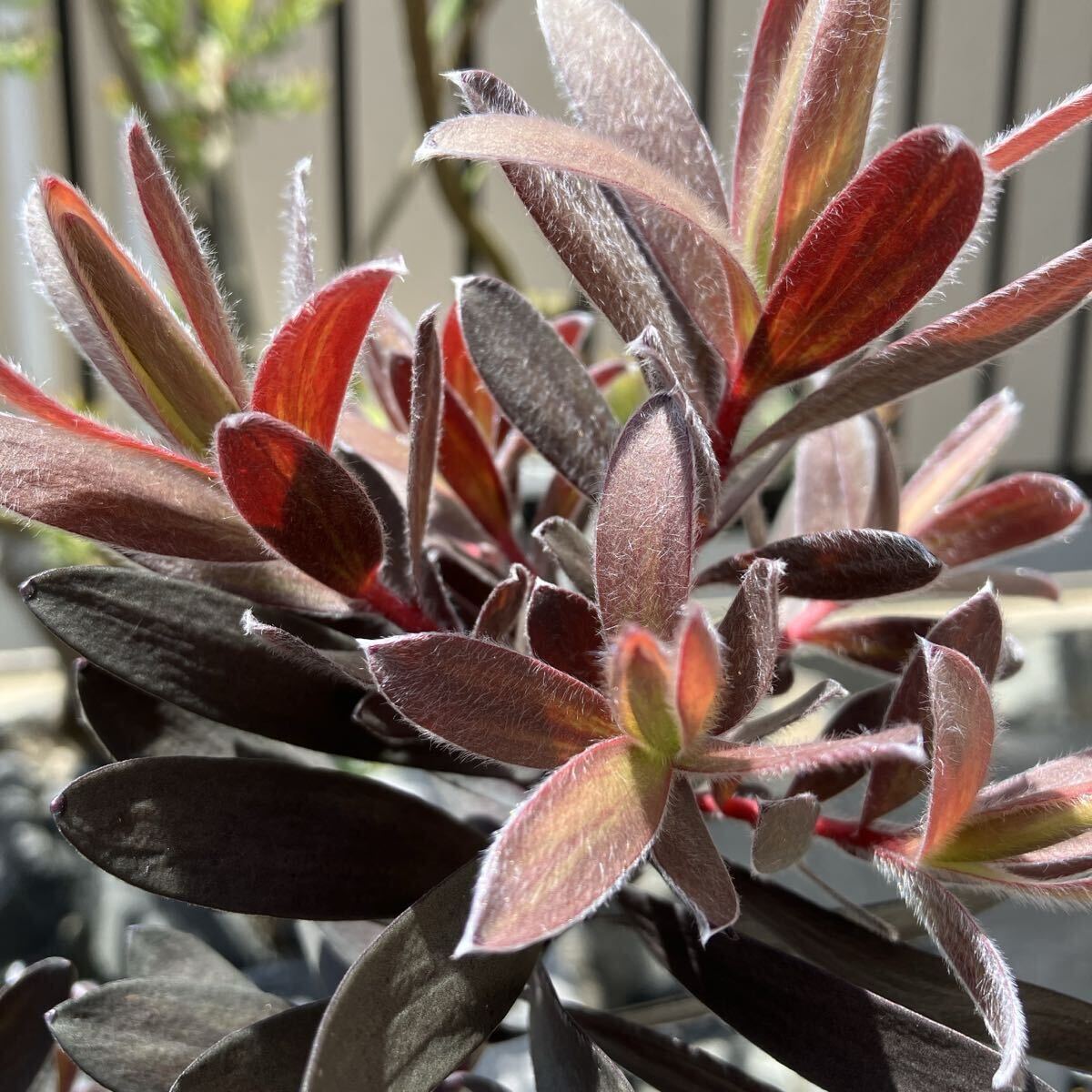 リューカデンドロン　デュリフ#11