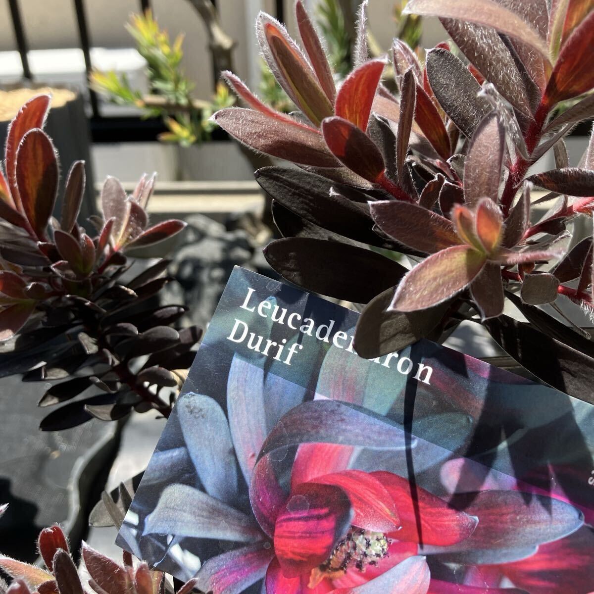 リューカデンドロン　デュリフ#11