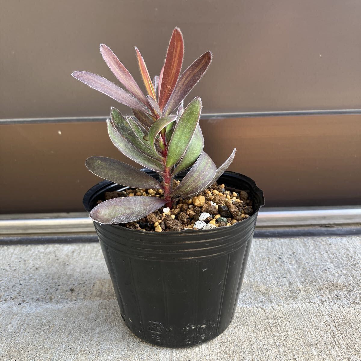 リューカデンドロン　デュリフ#11