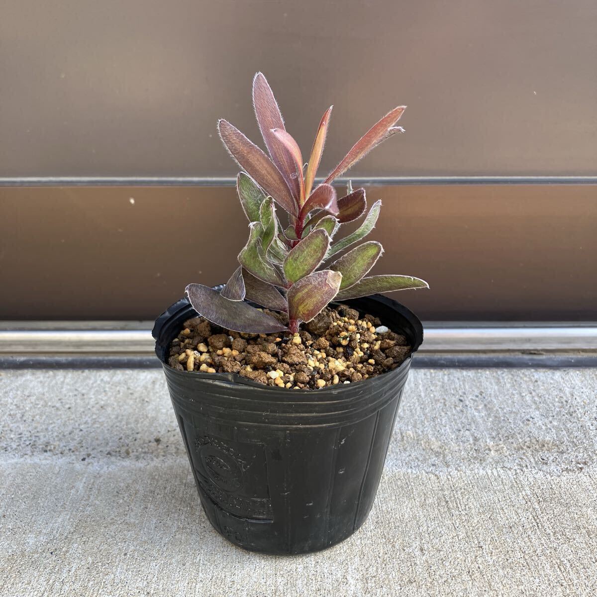 リューカデンドロン　デュリフ#11