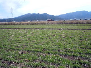 令和7年新米 とれたて新米 近江コシヒカリ ●送料無料(一部地域除く) 白米9Kg(玄米10Kg)