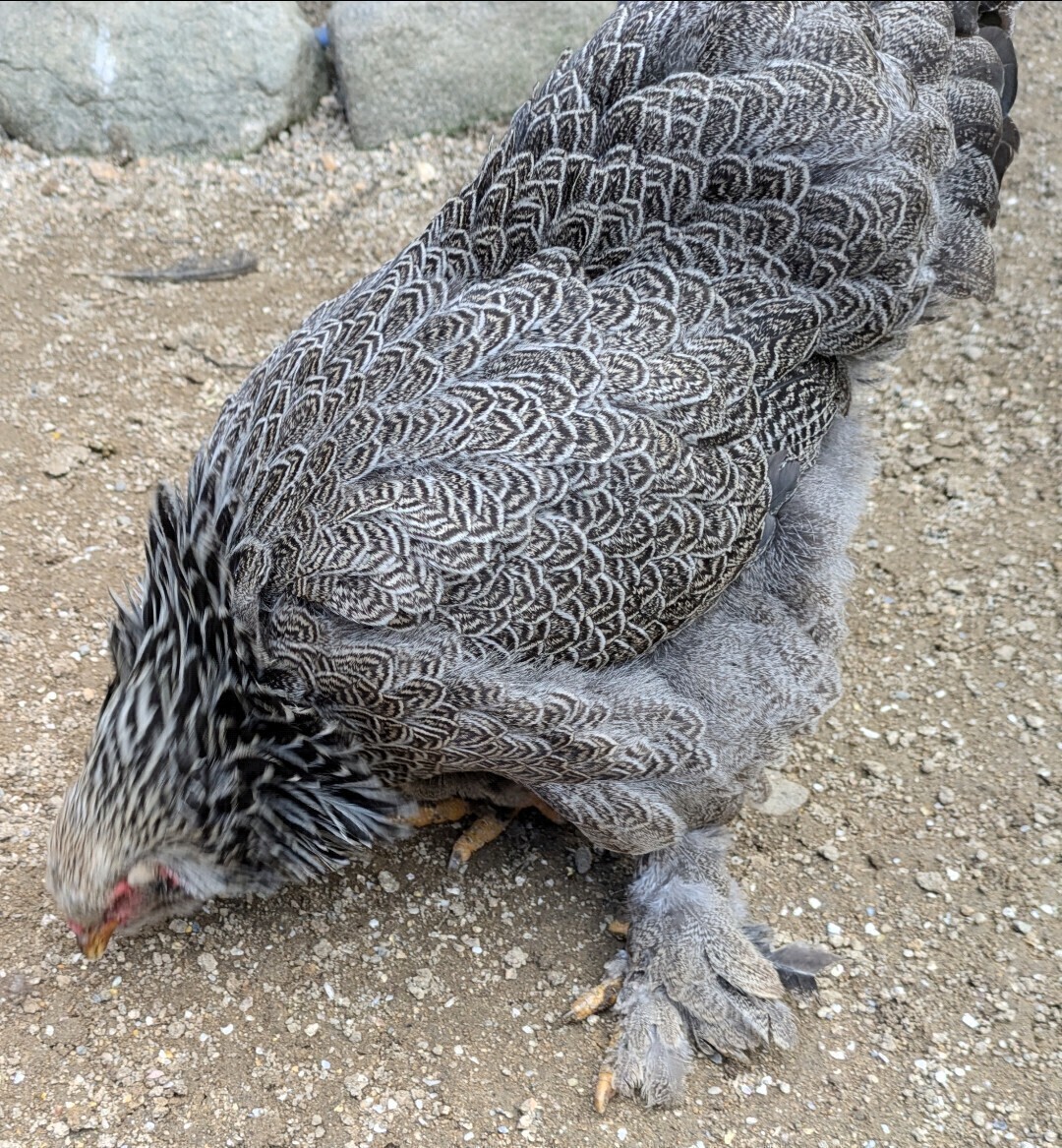 大変美しく貴重なブラマ 美味しい食用有精卵 10個 放し飼い