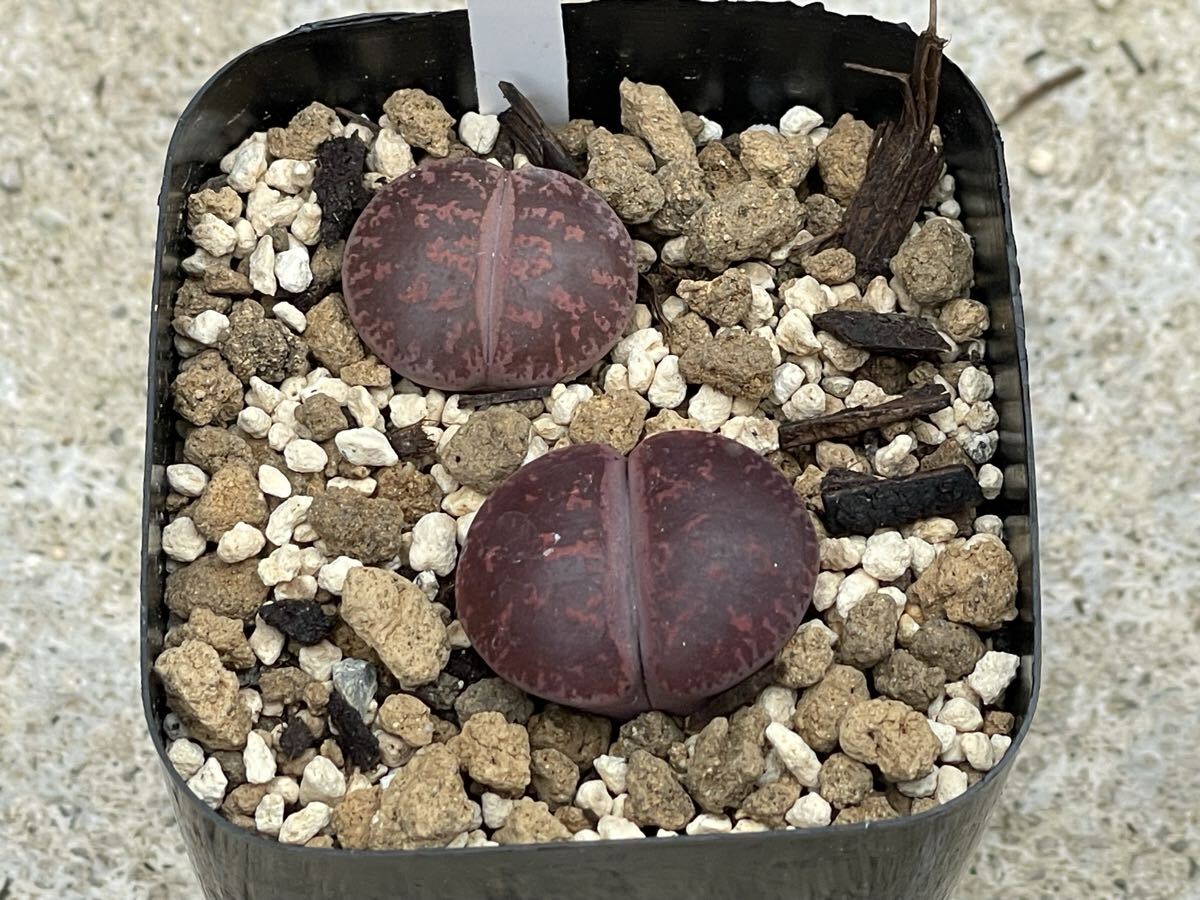 多肉植物 リトープス C30×ルバーブ