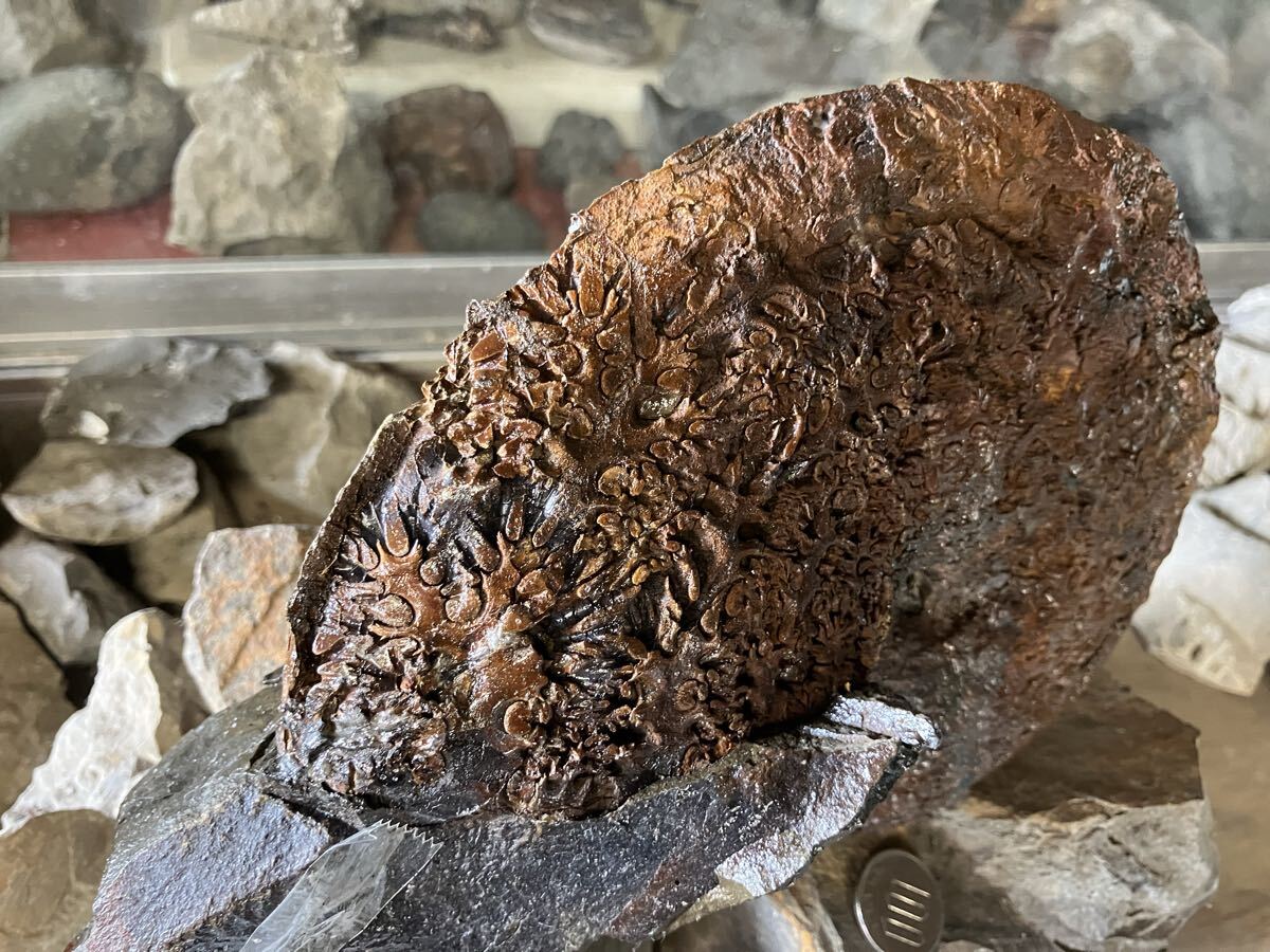 化石　アンモナイト　南国インター_画像2