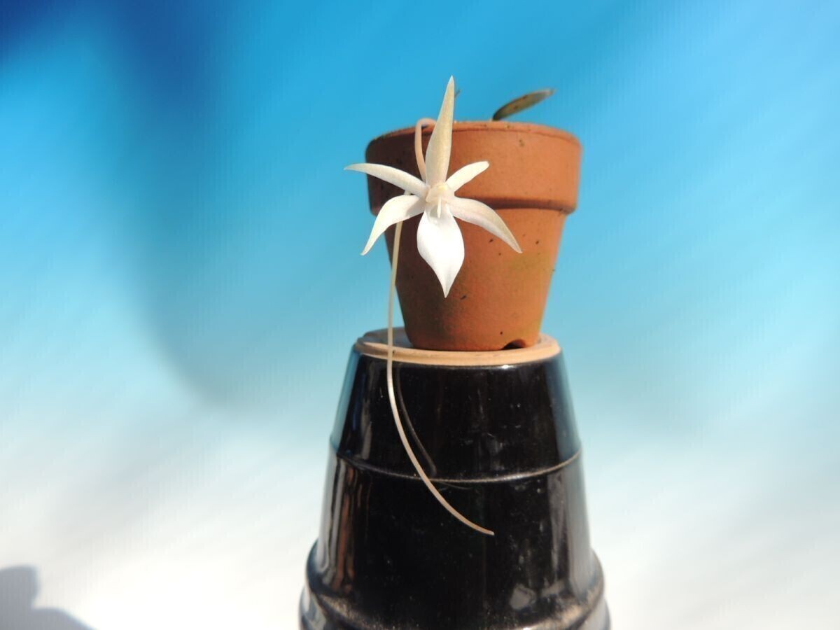 【2025，正規品】T 小型洋蘭 Aerangis punctata 洋ラン(ラン)｜売買されたオークション情報、yahooの商品情報をアーカイブ公開 - オークファン ラン