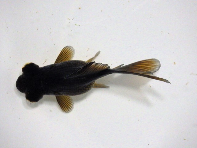 フナ尾の黒出目金(浜松 二橋養魚場産)。。25♪06　性別不詳 7ｃｍ_画像1