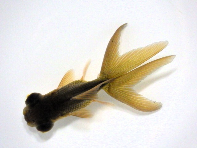 黒竜眼(浜松 二橋養魚場産) ・25・406・性別不詳 7cm_画像1