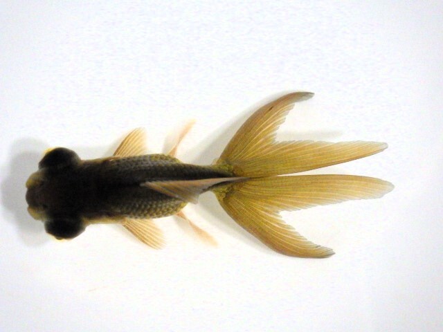 黒竜眼(浜松 二橋養魚場産) ・25・406・性別不詳 7cm_画像2