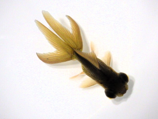 黒竜眼(浜松 二橋養魚場産) ・25・406・性別不詳 7cm_画像3