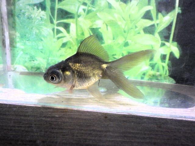 黒竜眼(浜松 二橋養魚場産) ・25・406・性別不詳 7cm_画像4