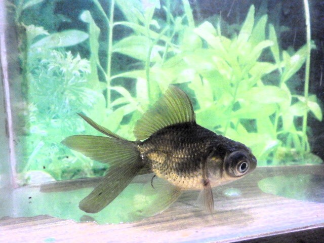 黒竜眼(浜松 二橋養魚場産) ・25・406・性別不詳 7cm_画像5