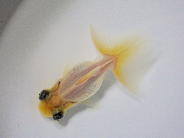 白蝶尾(浜松 二橋養魚場産)。25。602 性別不詳 7cm_画像1