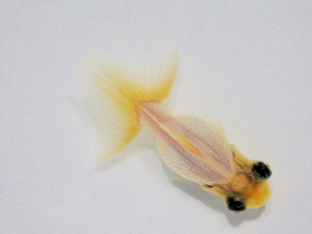 白蝶尾(浜松 二橋養魚場産)。25。602 性別不詳 7cm_画像3