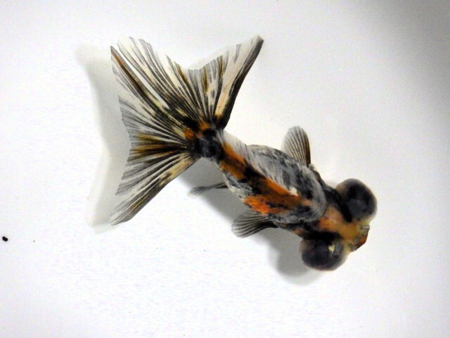 キャリコ蝶尾(浜松 二橋養魚場産)。25。603 オス？ 6.5cm_画像1