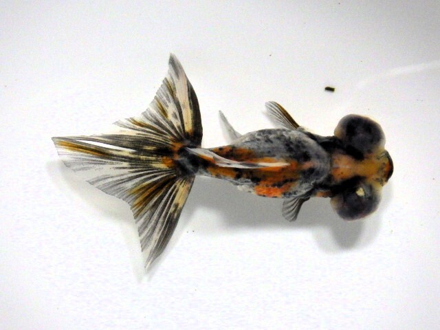 キャリコ蝶尾(浜松 二橋養魚場産)。25。603 オス？ 6.5cm_画像2