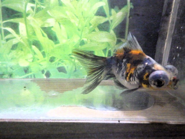 キャリコ蝶尾(浜松 二橋養魚場産)。25。603 オス？ 6.5cm_画像6