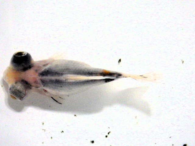 フナ尾の天青風キャリコ出目金(浜松 二橋養魚場産)。。25♪10　オス？ 8.5ｃｍ_画像2