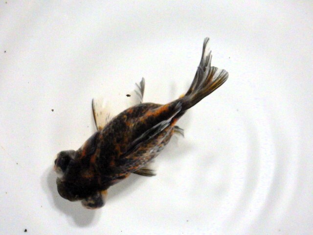 フナ尾の五色出目金(浜松 二橋養魚場産)。。25♪14　性別不詳 7ｃｍ_画像1