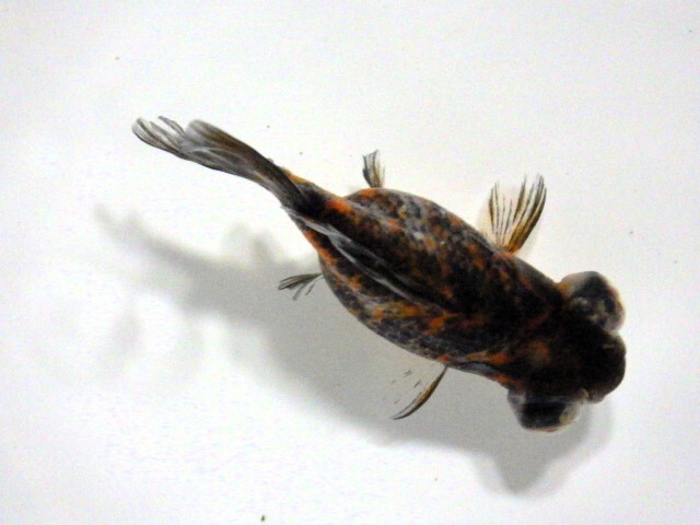 フナ尾の五色出目金(浜松 二橋養魚場産)。。25♪14　性別不詳 7ｃｍ_画像3