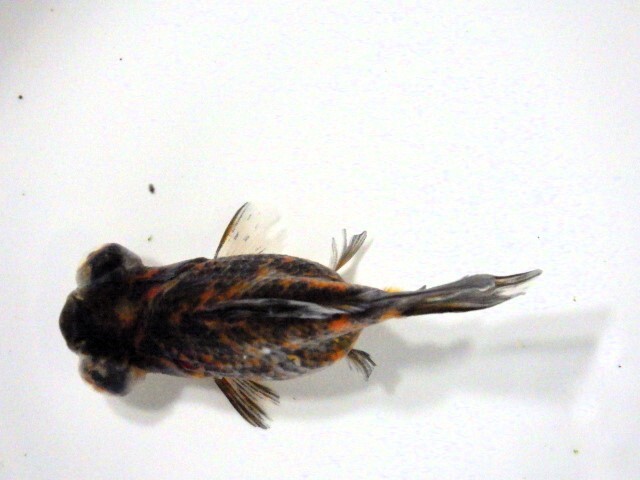 フナ尾の五色出目金(浜松 二橋養魚場産)。。25♪14　性別不詳 7ｃｍ_画像2