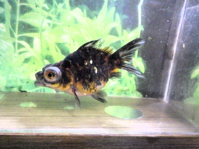 フナ尾の五色出目金(浜松 二橋養魚場産)。。25♪14　性別不詳 7ｃｍ_画像4