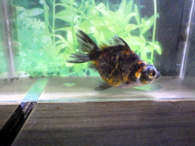 フナ尾の五色出目金(浜松 二橋養魚場産)。。25♪14　性別不詳 7ｃｍ_画像5