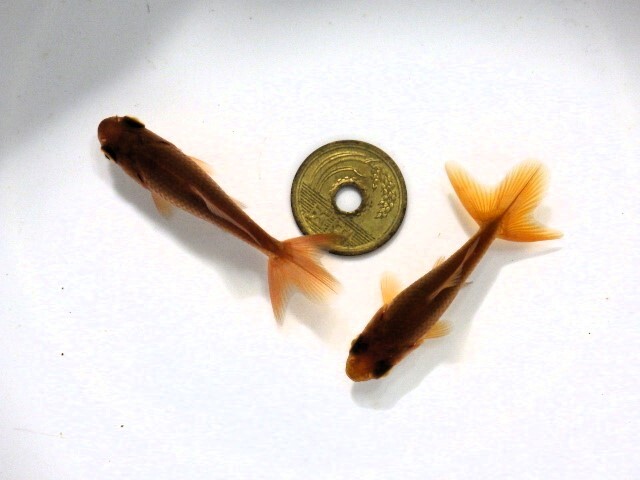 茶和金選抜セット(浜松 二橋養魚場産約6ｃｍ ２匹)：25＾02_画像1