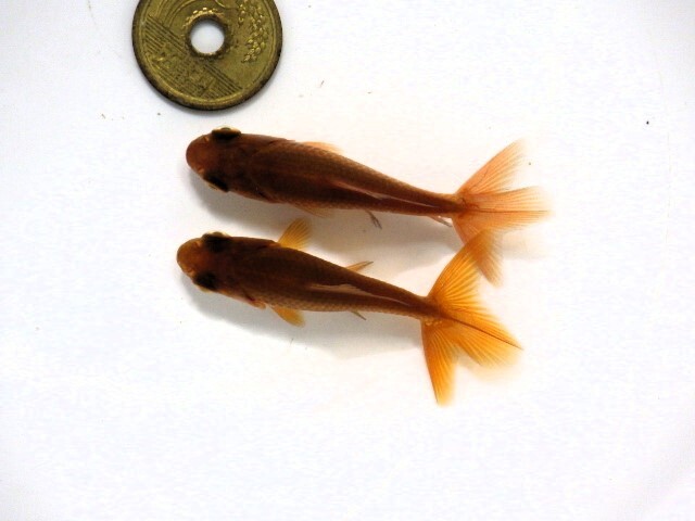 茶和金選抜セット(浜松 二橋養魚場産約6ｃｍ ２匹)：25＾02_画像3